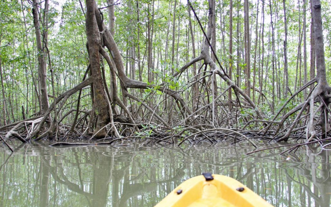 Kayaking the Isla Damas Mangroves