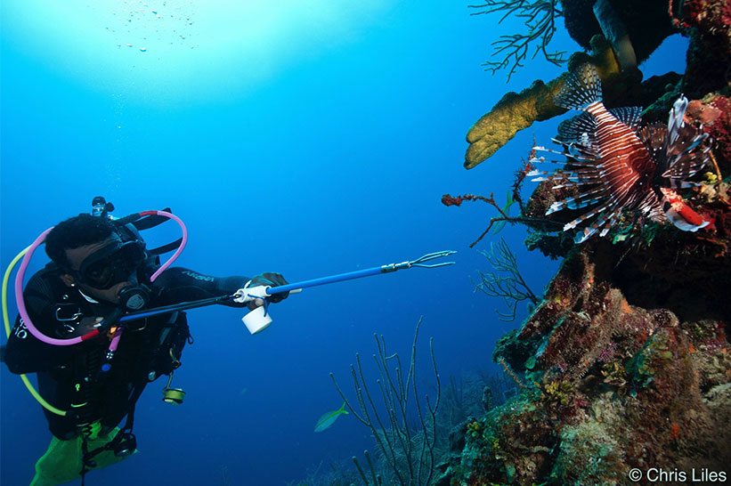 Facts About The Mesoamerican Reef in Belize