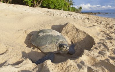 Sea Turtle Nesting in Costa Rica