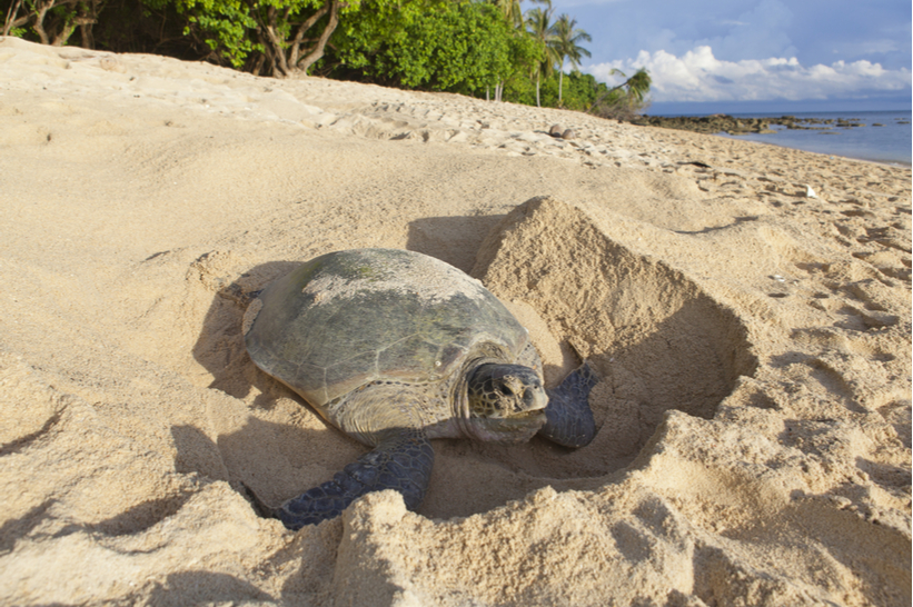 Sea Turtle Nesting in Costa Rica
