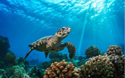Central America Endangered Species: Sea Turtles