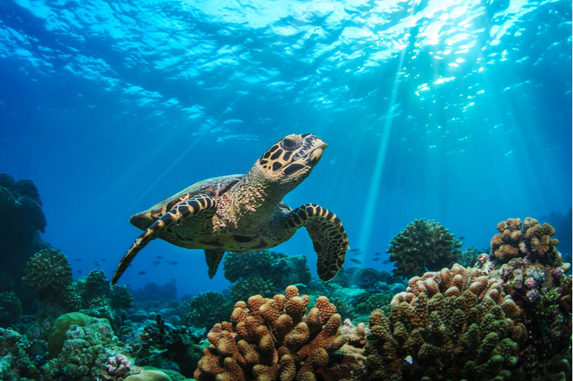 Central America Endangered Species: Sea Turtles