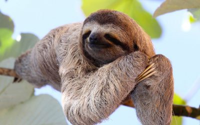 Central America Endangered Species: The Three-toed Sloth