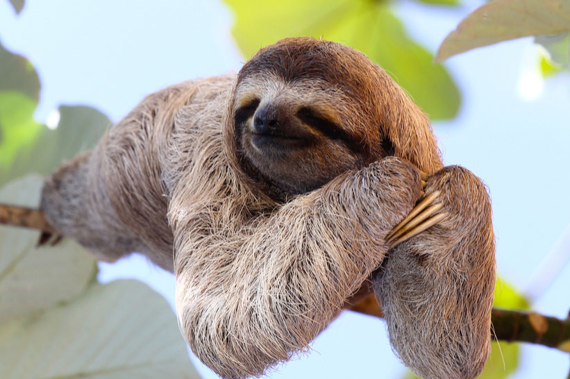 Central America Endangered Species: The Three-toed Sloth