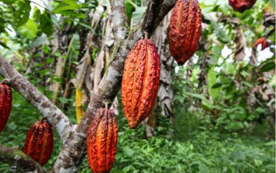 Common Commodities of Central America: Cocoa/Chocolate