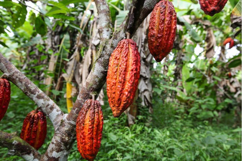 Common Commodities of Central America: Cocoa/Chocolate