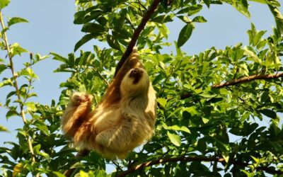 Central America Endangered Species: The Three-toed Sloth