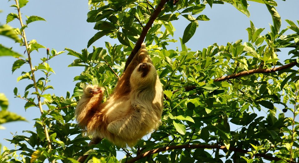 Central America Endangered Species: The Three-toed Sloth