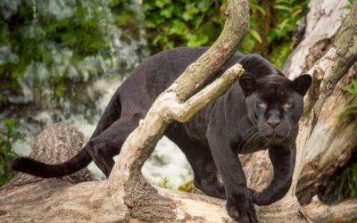 Central America Endangered Species: Black Jaguar