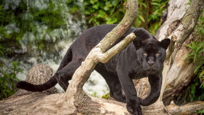 Central America Endangered Species: Black Jaguar