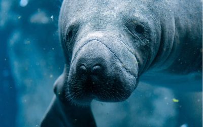 Central America Endangered Species: Manatees