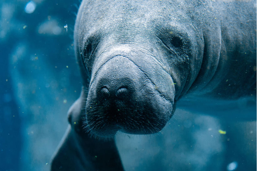 Central America Endangered Species: Manatees
