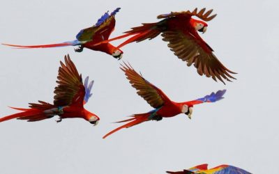 The 7 Most Popular Birds of Costa Rica