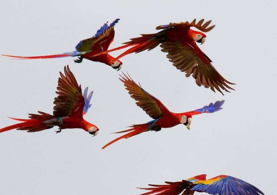 The 7 Most Popular Birds of Costa Rica