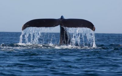 Humpback Whale Season in Costa Rica