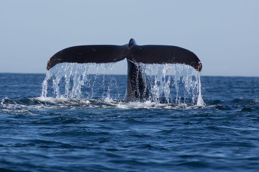 Humpback Whale Season in Costa Rica